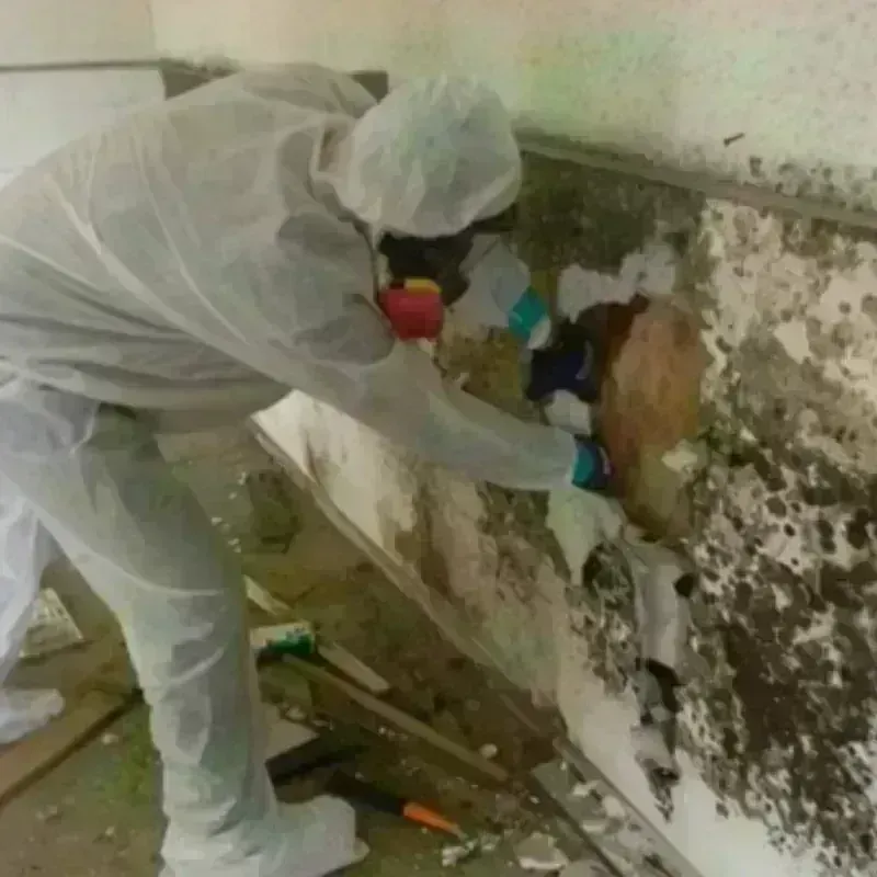 Mold Remediation and Removal in Riviera Beach, MD